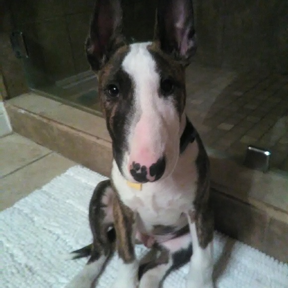 Meet your Posher, Beverly - Picture 2 of 4